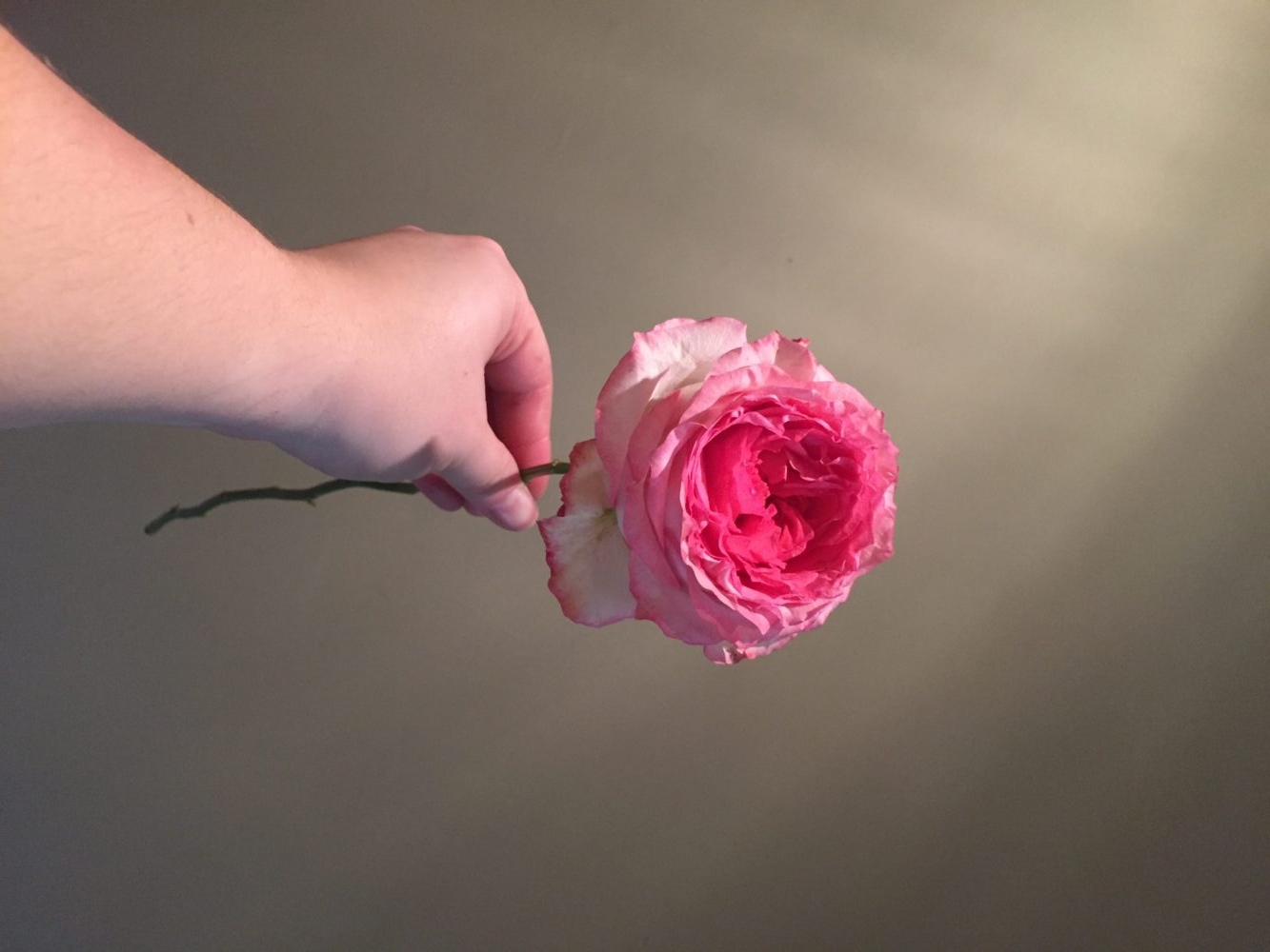 Mayra’s Pink Garden Rose